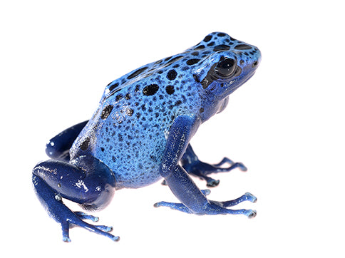 Dart Frogs