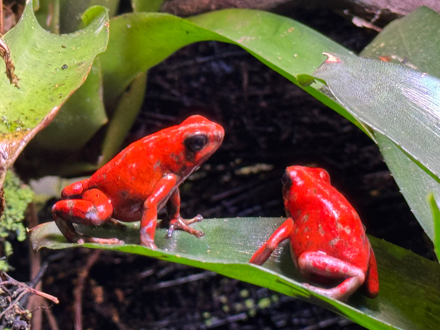 Oophaga Sylvatica "Bilsa" 0.0.1