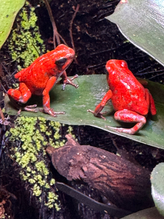 Oophaga Sylvatica "Bilsa" 0.0.1