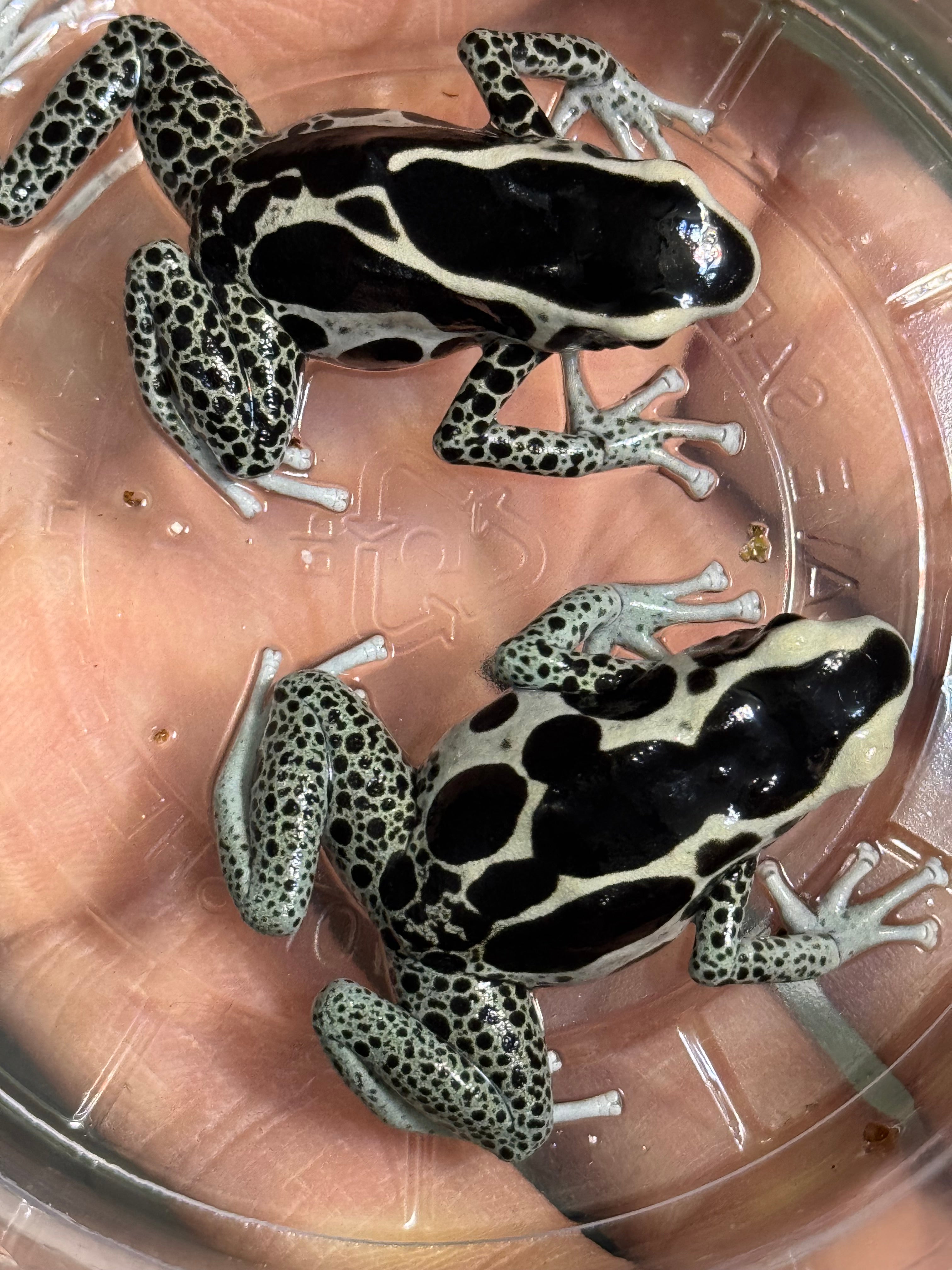 Dendrobates Tinctorius 