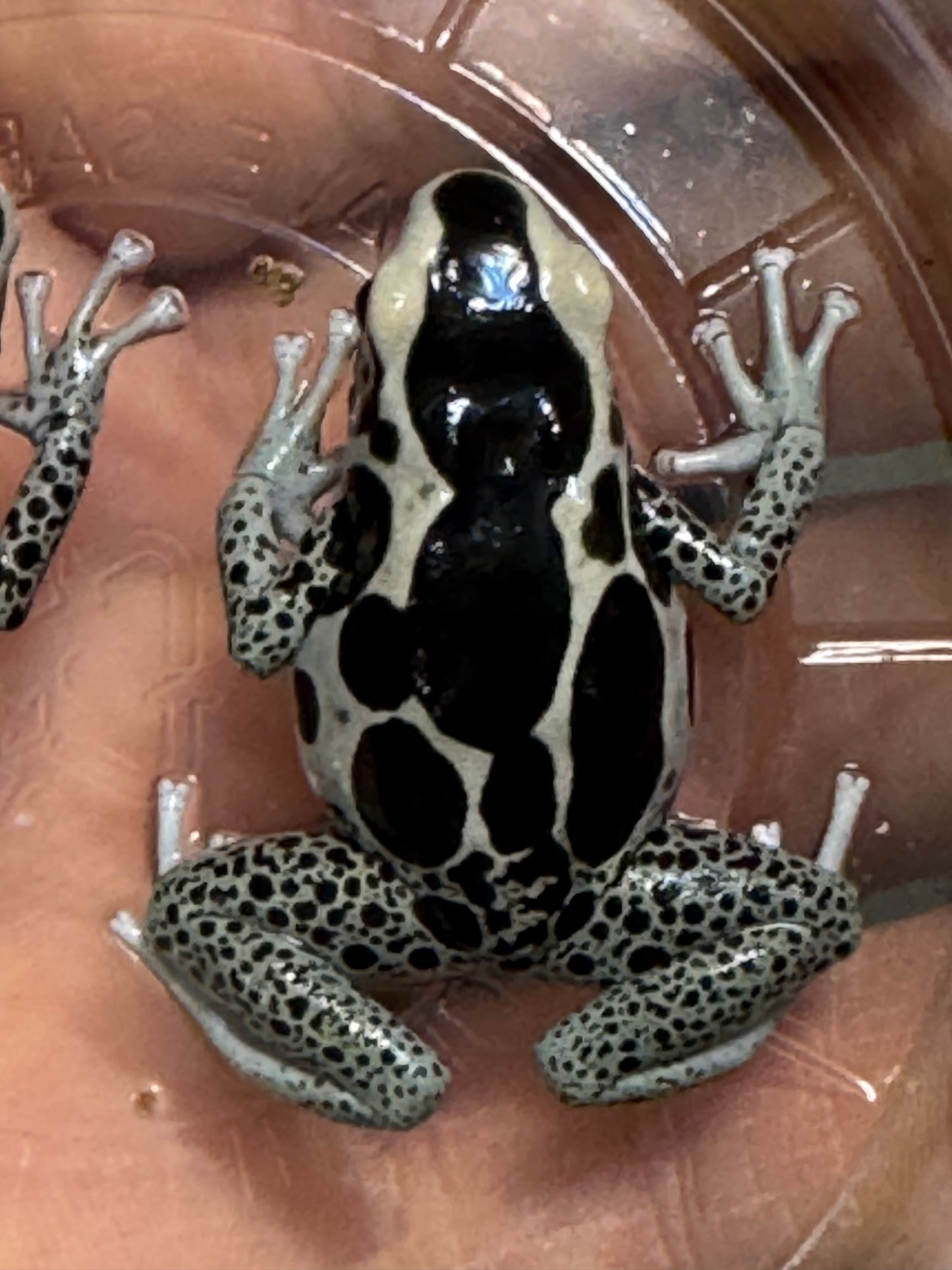 Dendrobates Tinctorius "Vanessa" (Each Sub adult)
