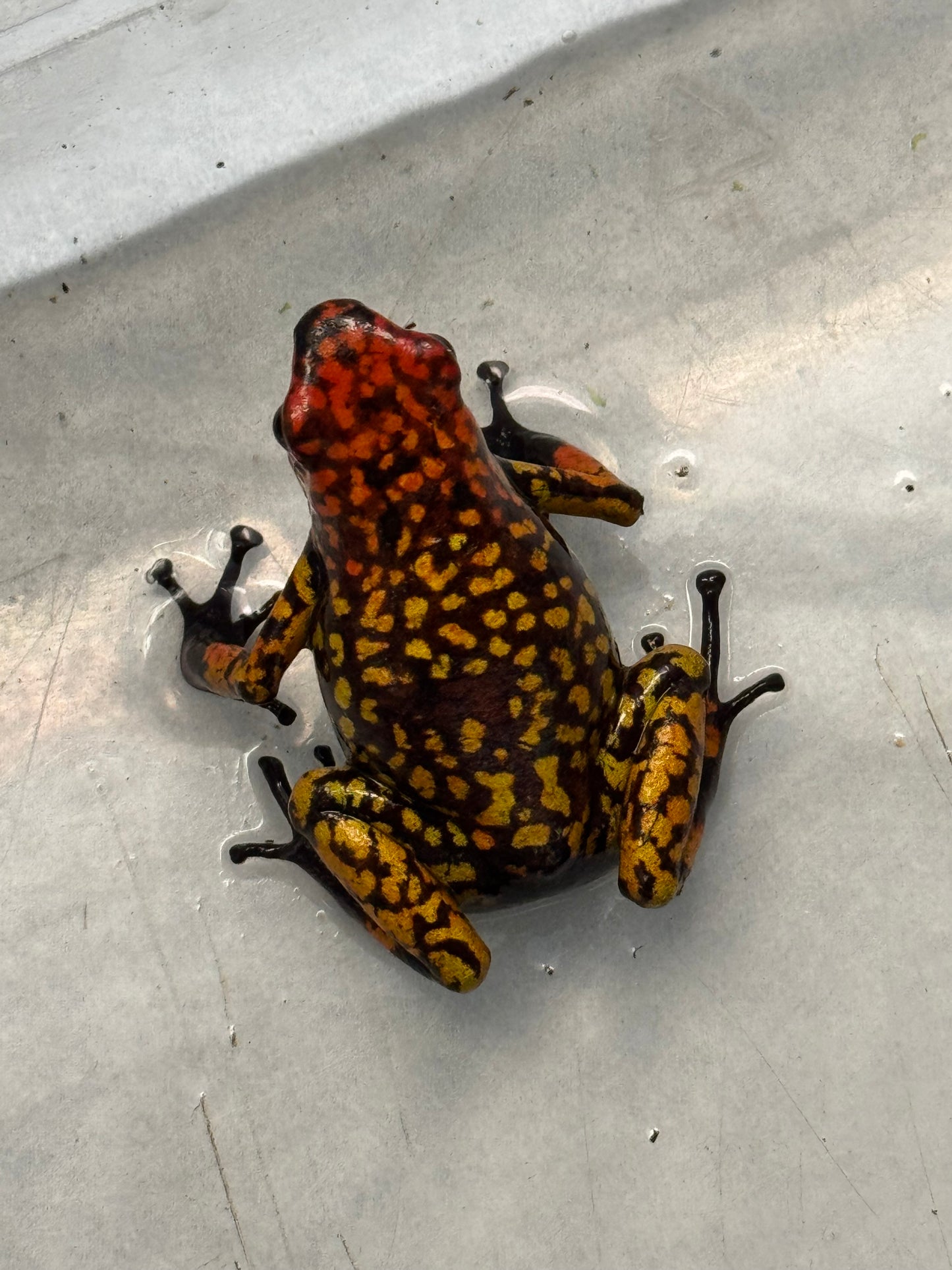 Oophaga Histrionica "Fuego" Tesoros Lineage 0.0.2 (for 2 unsexed)