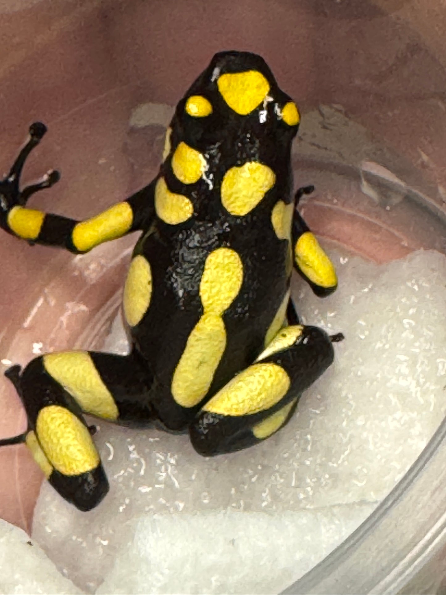 Oophaga Histrionica "Atrato" Tesoros Lineage (0.0.1) unsexed