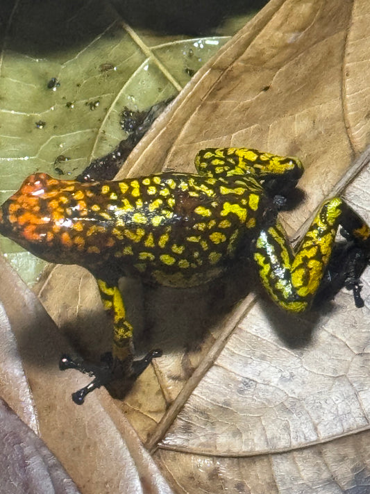 Oophaga Histrionica "Fuego" Tesoros Lineage 0.0.2 (for 2 unsexed)