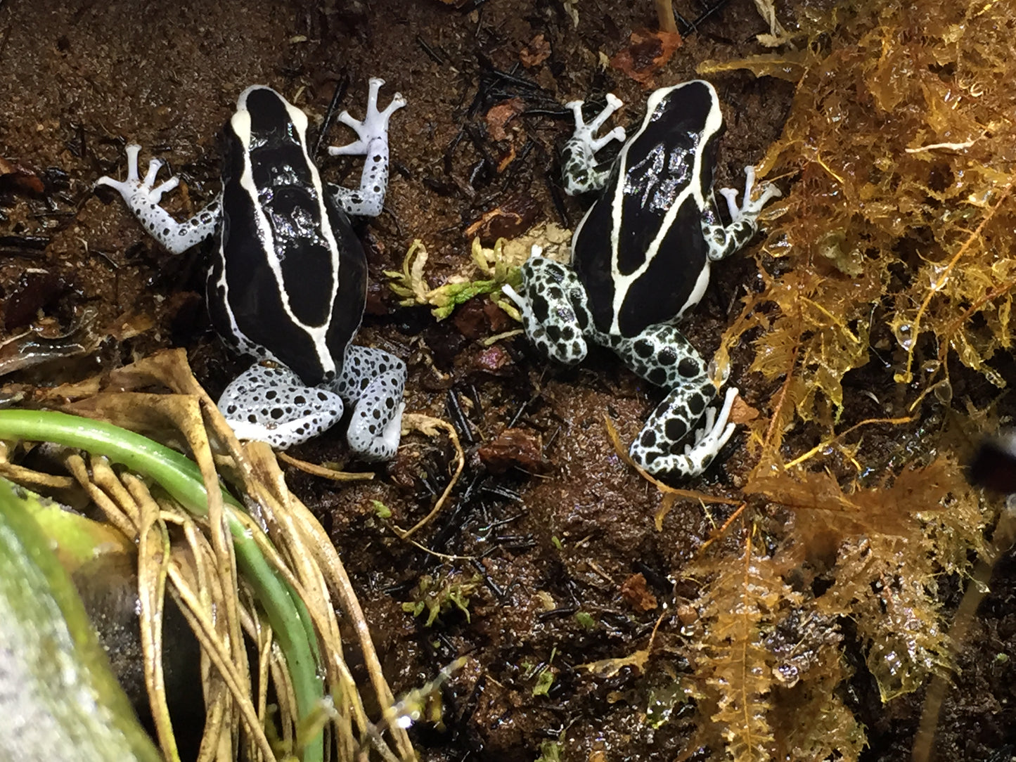 Dendrobates Tinctorius "Vanessa" (Each Sub adult)
