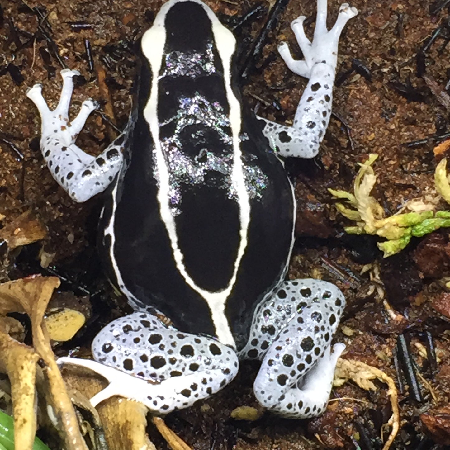 Dendrobates Tinctorius "Vanessa" (Each Sub adult)
