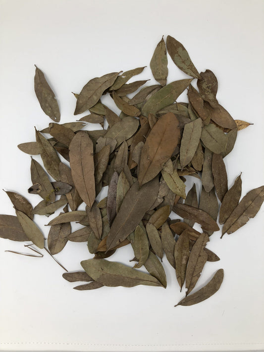 Tincman Herps Premium Oak Leaves (Gallon Bag)