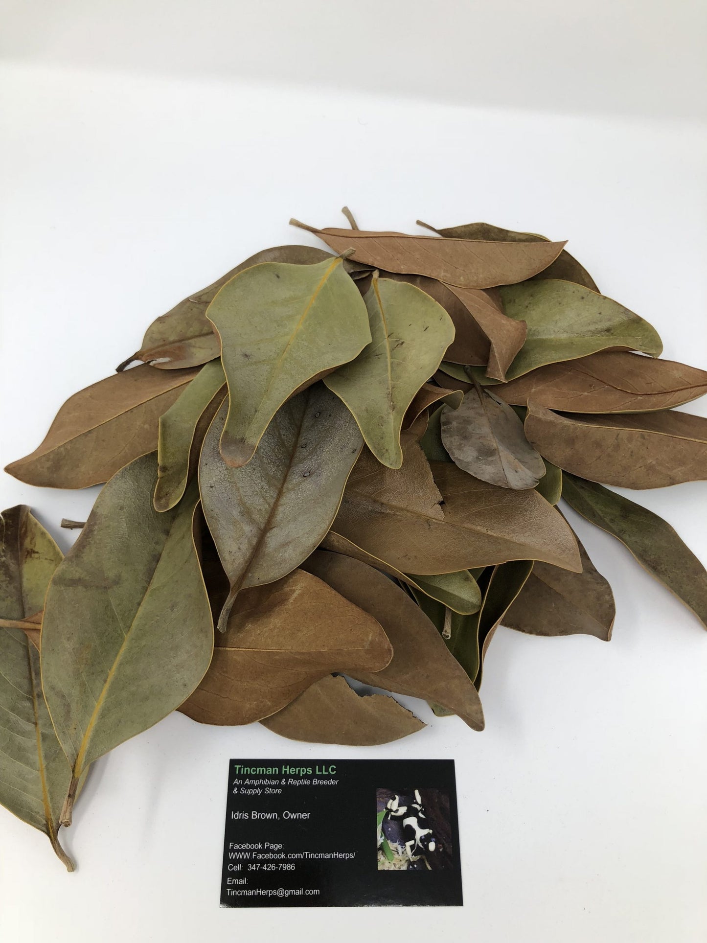 Tincman Herps Magnolia Leaves (Gallon Bag)