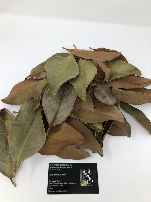 Tincman Herps Magnolia Leaves (Gallon Bag)