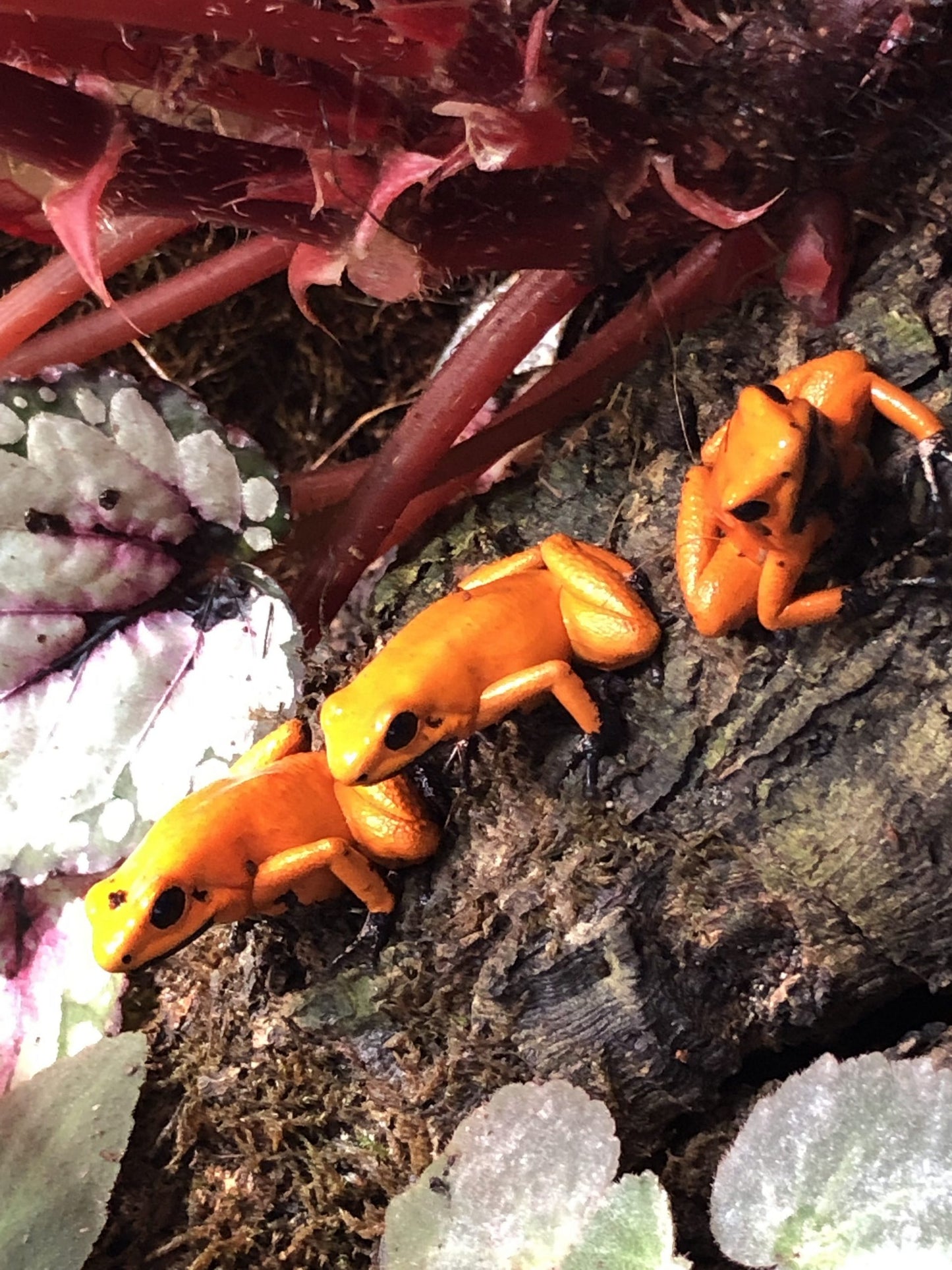 Phyllobates Terribilis "Orange" Black Foot (Tesoros Lineage) Each