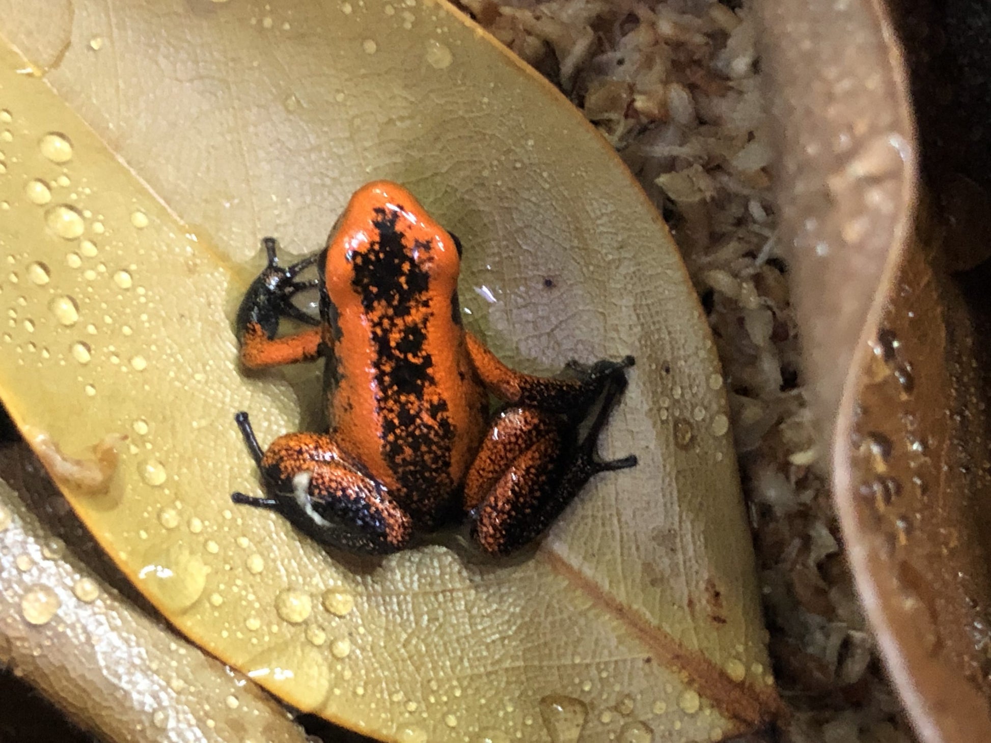 Phyllobates Terribilis "Orange" Black Foot (Tesoros Lineage) Each