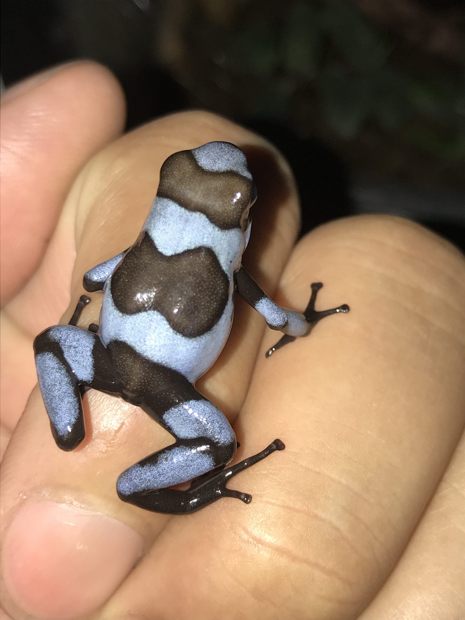 Oophaga Histrionica "Blue" Tesoros Lineage 0.0.1