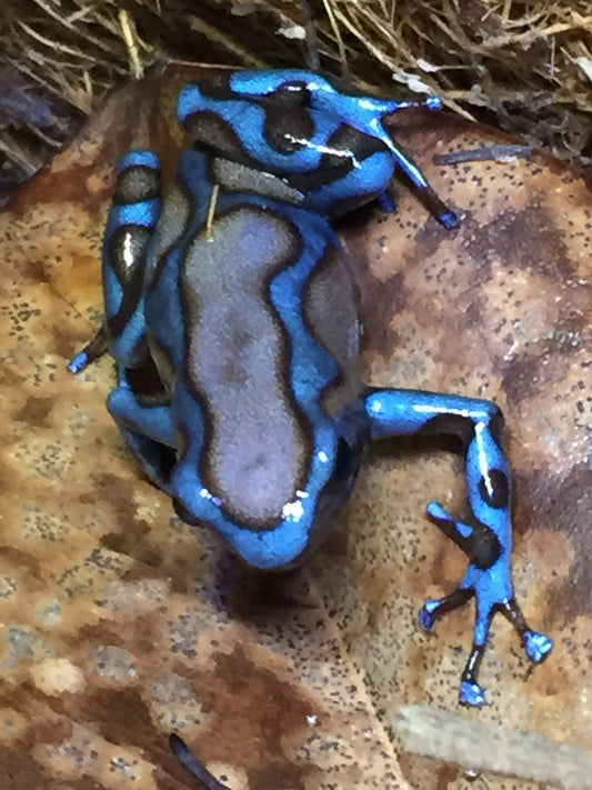 Dendrobates Auratus "Green & White" Tincman Blue/Silver Line F1s (0.0.1)