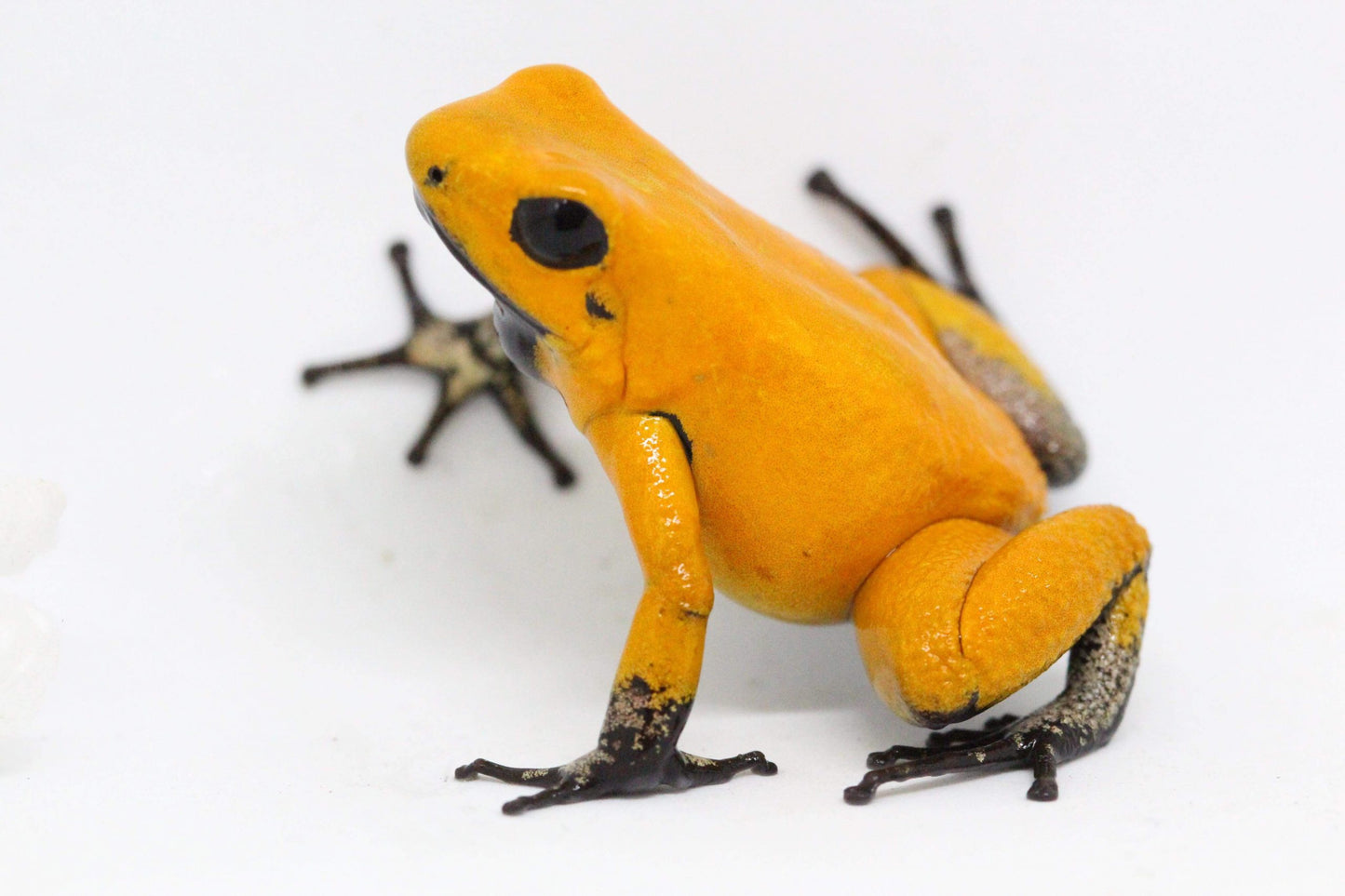 Phyllobates Terribilis "Orange" Black Foot (Tesoros Lineage) Each