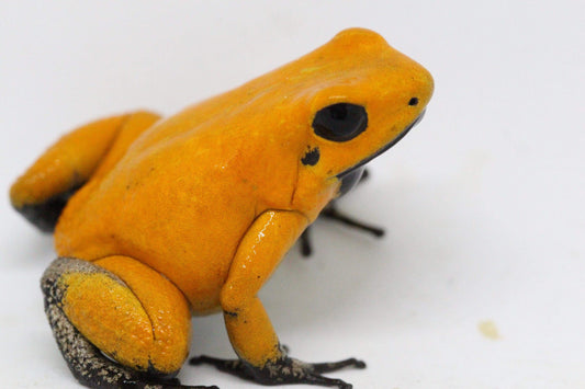 Phyllobates Terribilis "Orange" Black Foot (Tesoros Lineage) Each
