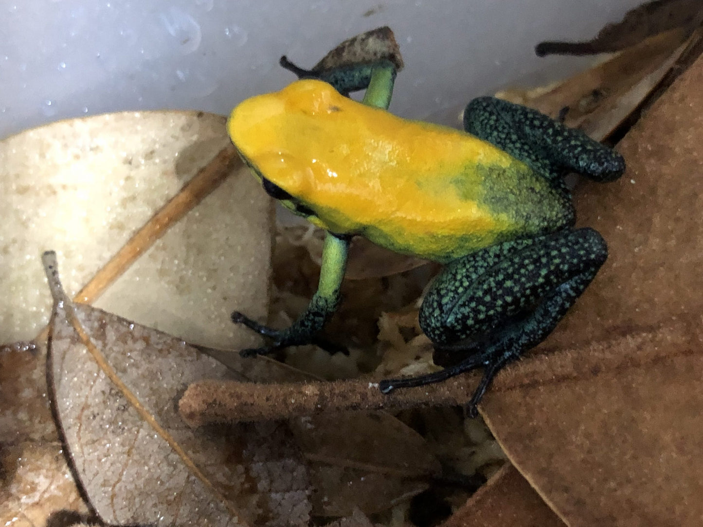 Phyllobates Bicolor Uraba Adults (Tesoros Lineage) 0.0.1
