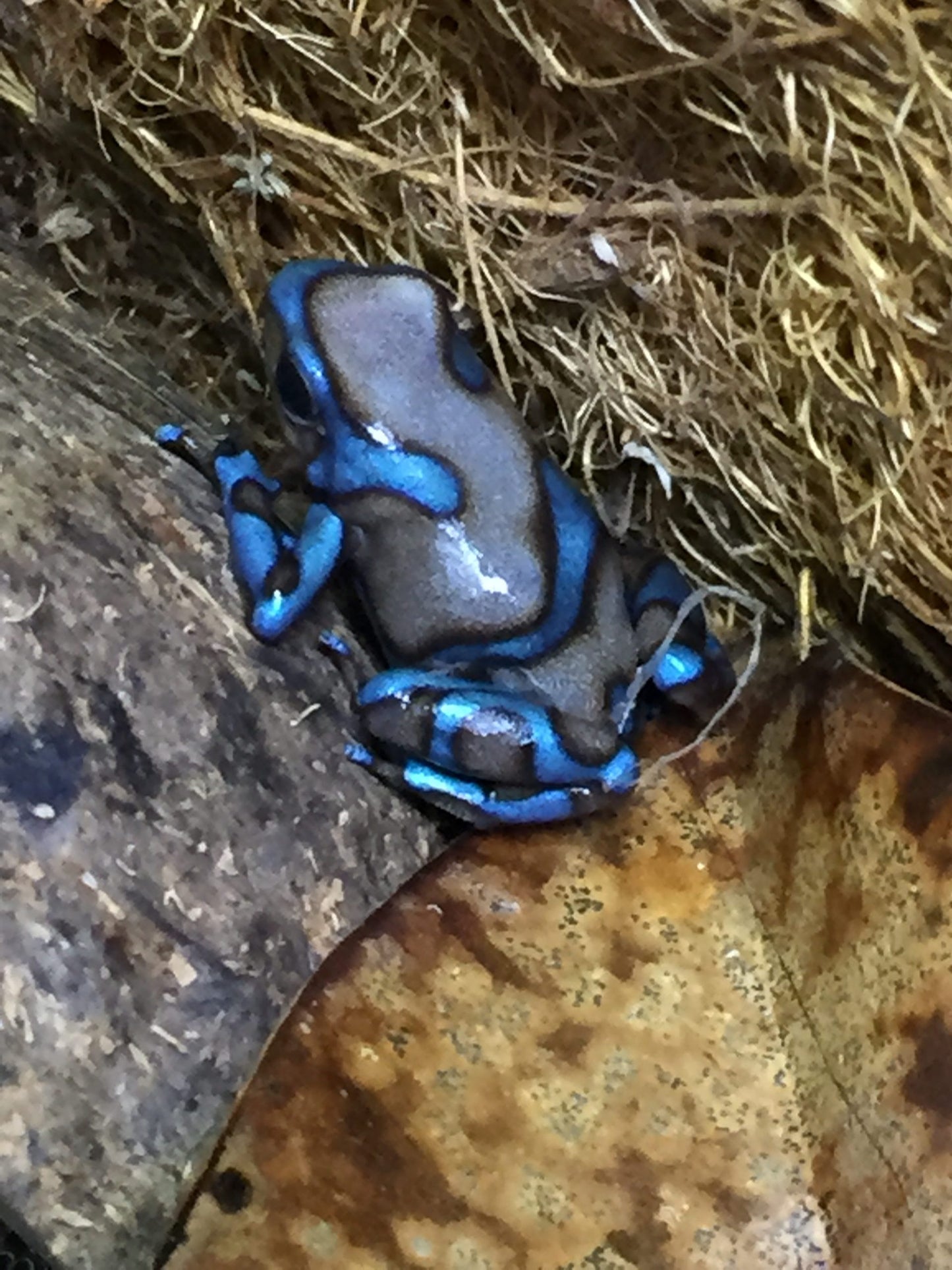 Dendrobates Auratus "Green & White" Tincman Blue/Silver Line F1s (0.0.1)
