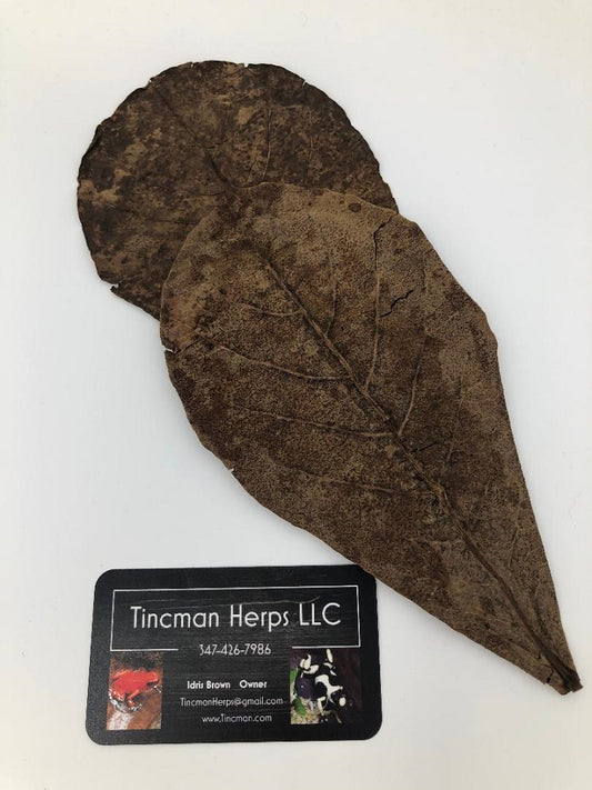 Indian Almond Leaves Grade A (10 Leaves)