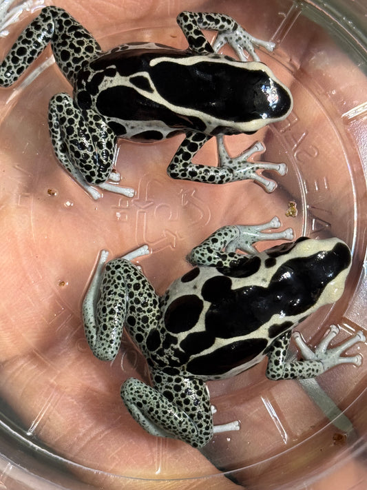 Dendrobates Tinctorius "Vanessa" (Each Sub adult)