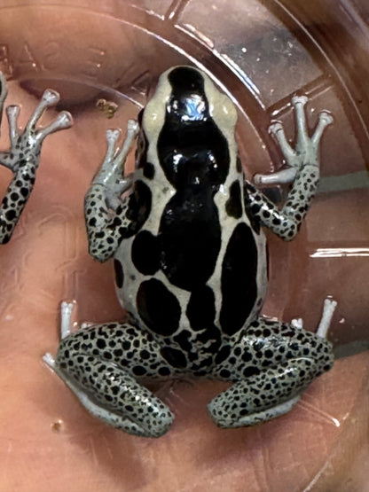 Dendrobates Tinctorius "Vanessa" (Each Sub adult)
