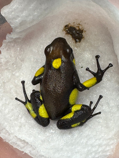Oophaga Histrionica "Atrato" Tesoros Lineage (0.0.1) unsexed