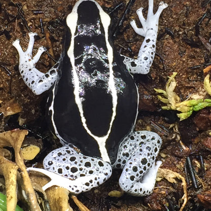 Dendrobates Tinctorius "Vanessa" (Each Sub adult)