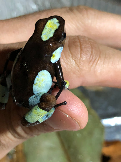 Oophaga Histrionica "Atrato" Tesoros Lineage (0.0.1) unsexed