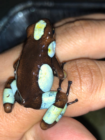 Oophaga Histrionica "Atrato" Tesoros Lineage (0.0.1) unsexed