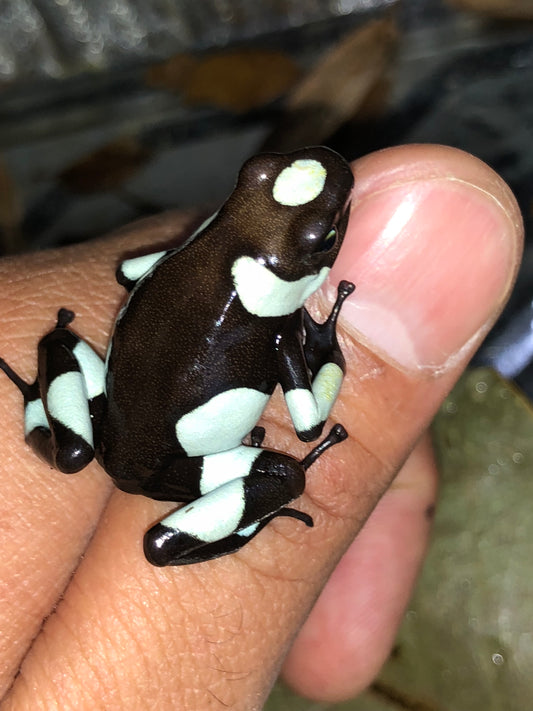 Oophaga Histrionica "Atrato" Tesoros Lineage (0.0.2) 2 unsexed