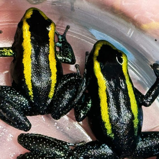 Phyllobates Aurotaenia “Yellow” Sub Adult (Tesoros Lineage)
