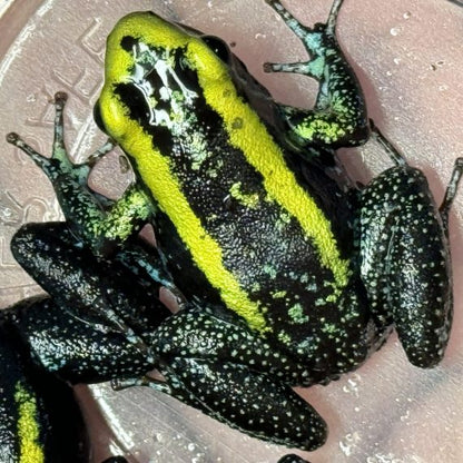 Phyllobates Aurotaenia “Yellow” Sub Adult (Tesoros Lineage)