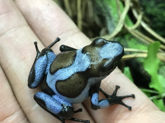 Oophaga Histrionica "Blue" Tesoros Lineage 0.0.1
