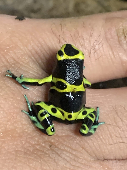 Dendrobates Leucomelas "Blue Foot" Cerro Autana Morph 0.0.1 (Each)