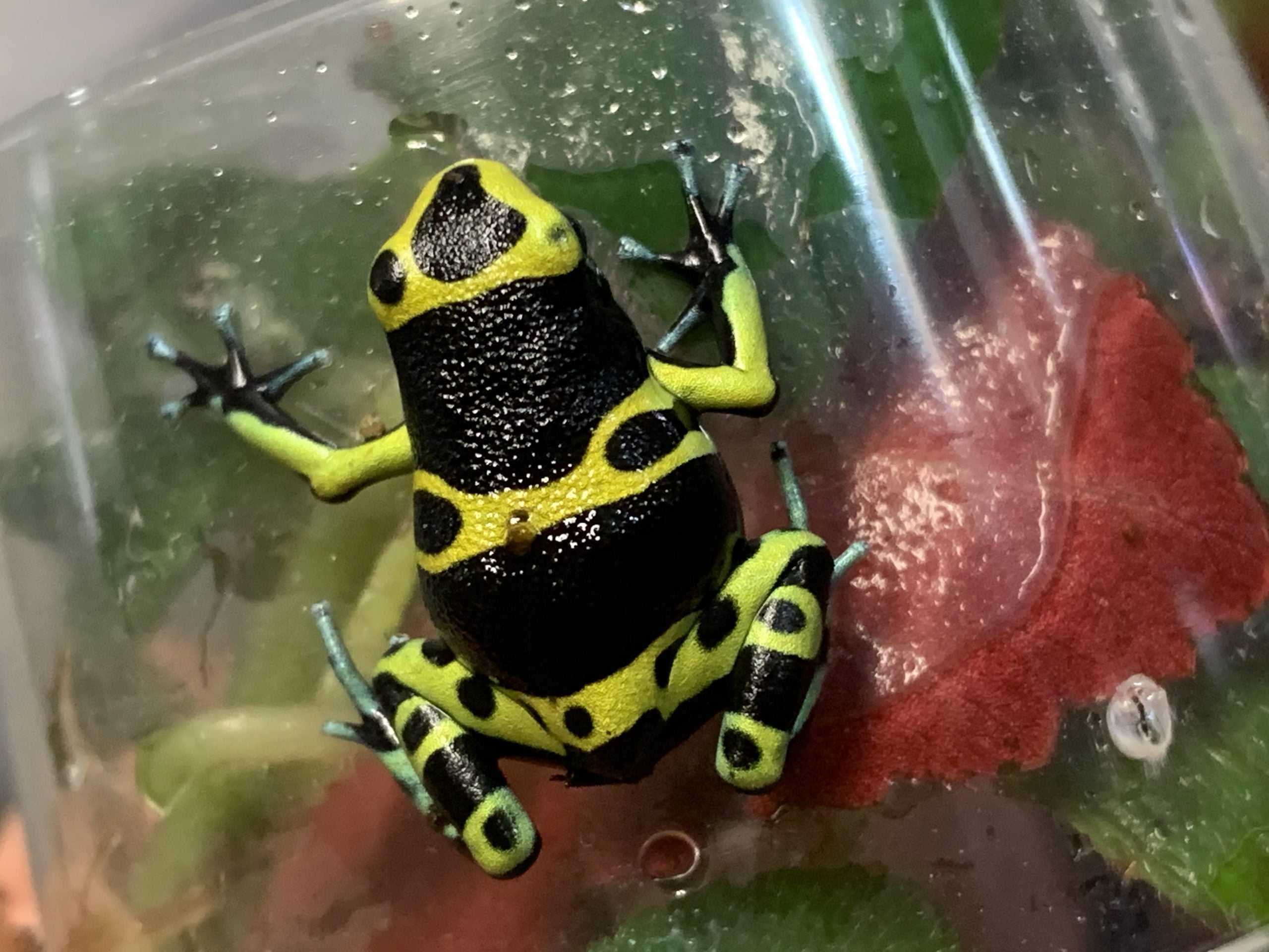 Dendrobates Leucomelas 