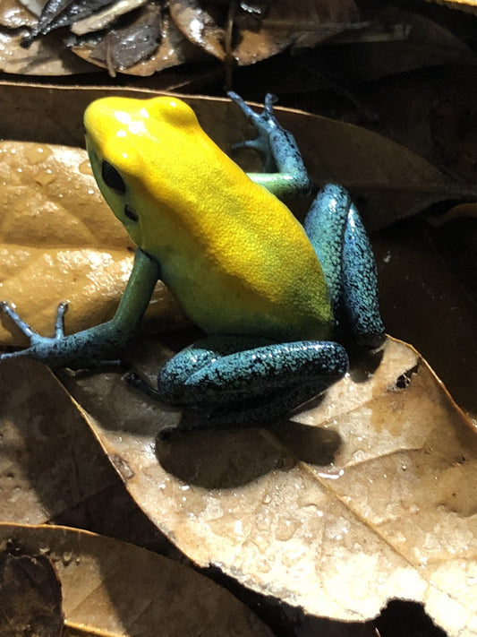 Phyllobates Bicolor Uraba Adults (Tesoros Lineage) 0.0.1